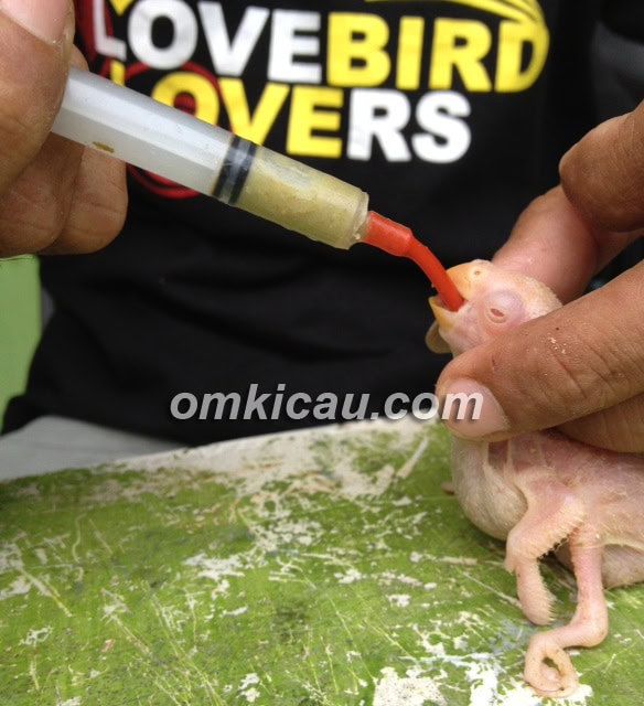Om Muda Gunawan meloloh piyik LB dengan alat spet.