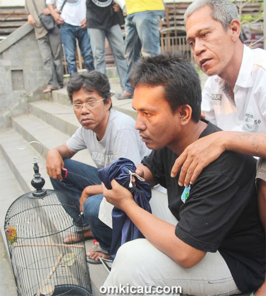 Lovebird Roda Gila
