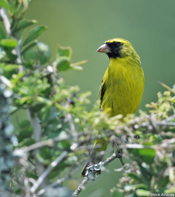 AFRICAN CITRIL JANTAN