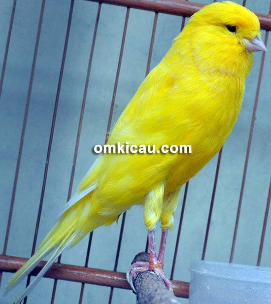 Om Aji Waluyo, breeder kenari trah jawara