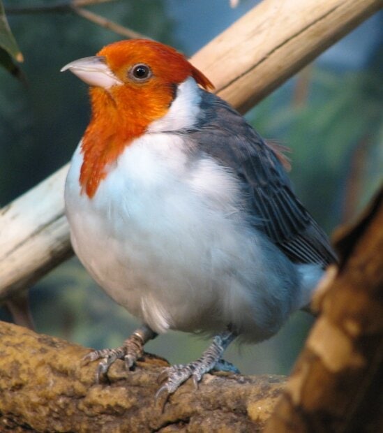 Angry bird betina tidak memiliki jambul.