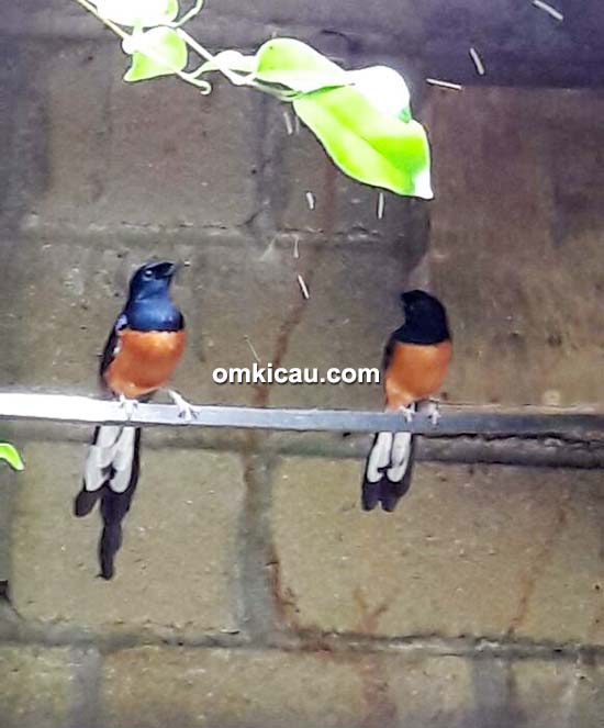 breeding murai batu BBF breeding murai batu BBF