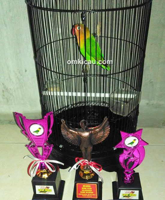 Lovebird Felisha