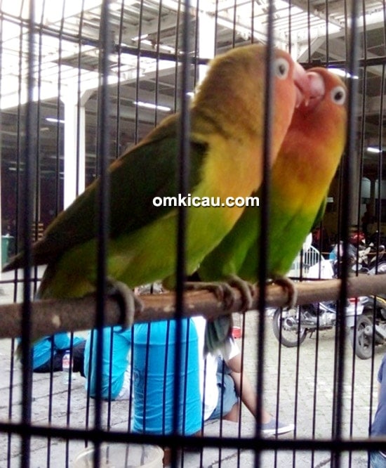 lovebird Robot Gedek lovebird Robot Gedek