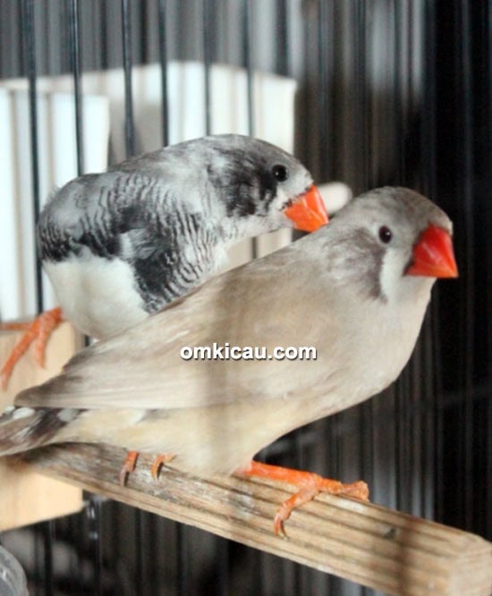 Pasangan zebra finch