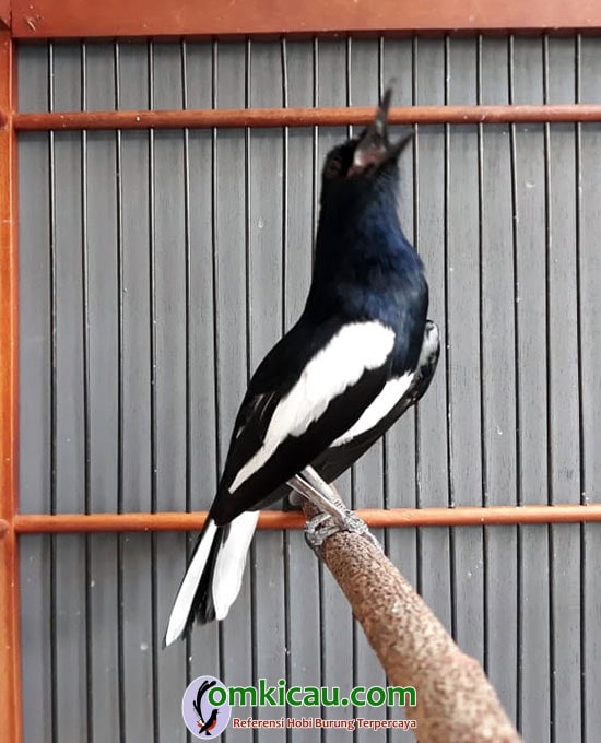 kacer jawara