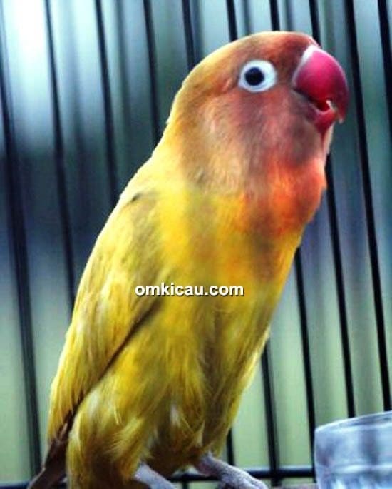 cara merawat burung lovebird juara cara merawat burung lovebird juara