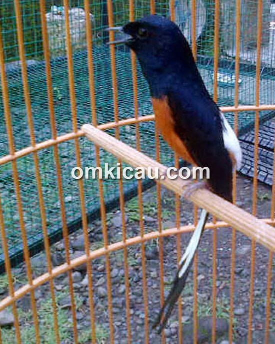 MB MUSTANG: Fighter and super-hyper white-rumped shama.