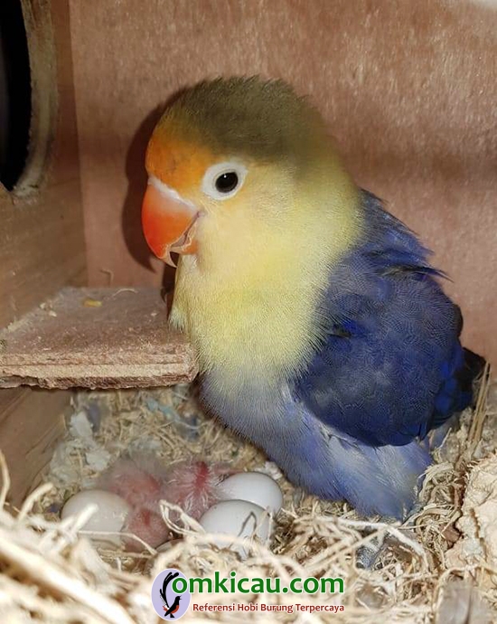 breeding lovebird