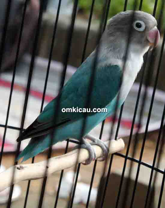 Lovebird Ronggeng