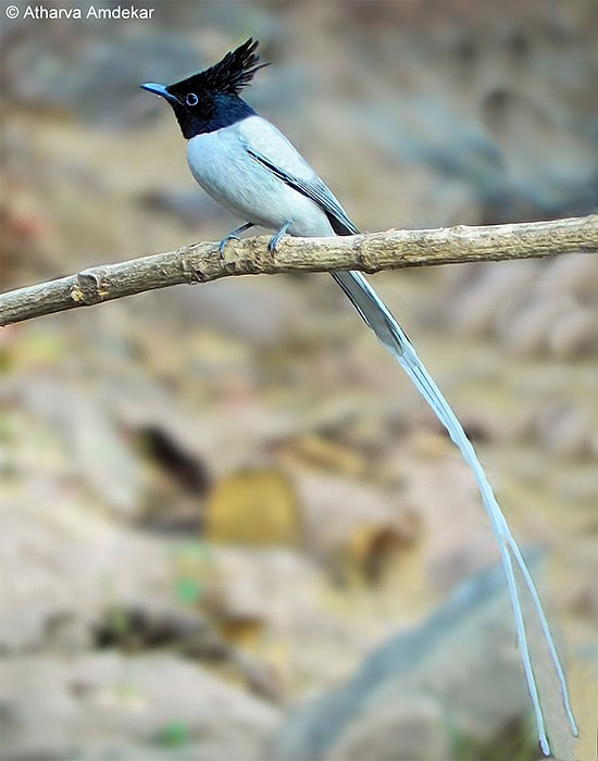Seriwang Asia | Asian Paradise Flycatcher
