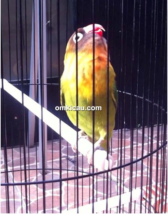 Lovebird Jordan