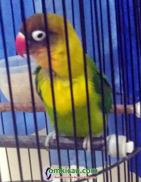 cara merawat burung lovebird