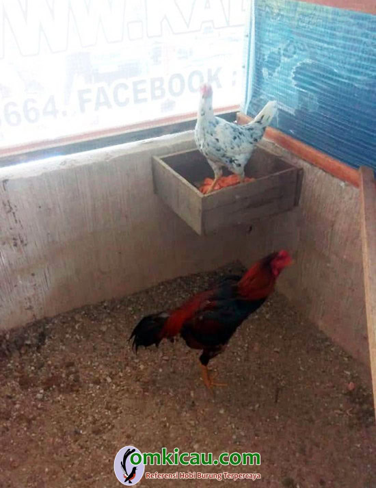 ternak ayam aduan