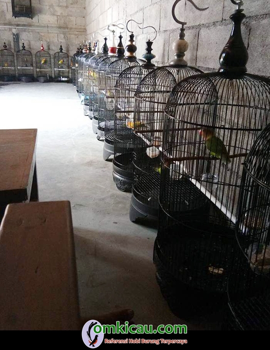 ternak lovebird di Salatiga