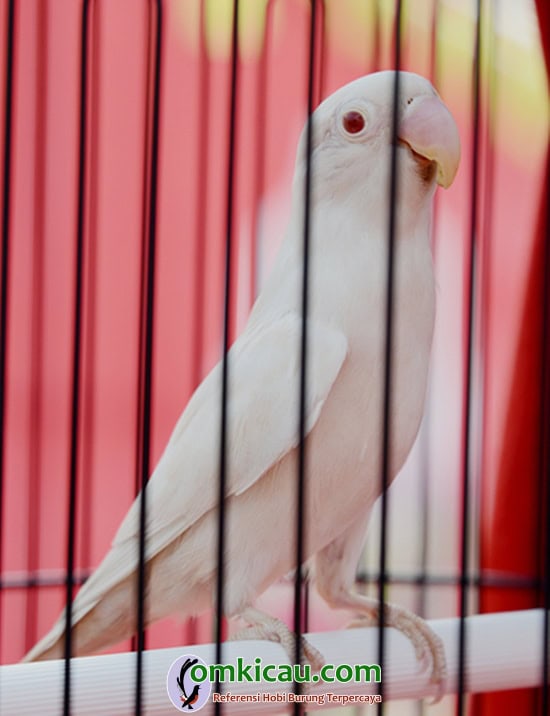 lovebird Mabok