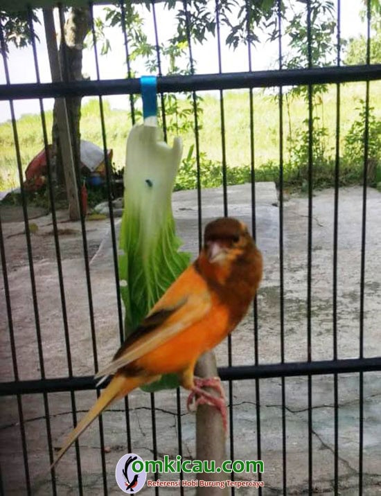 cara merawat burung kenari