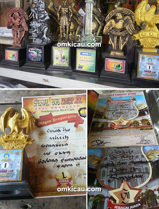 cucak hijau Sengketa
