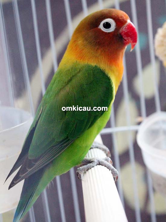 Breeding lovebird Doni Bos Team