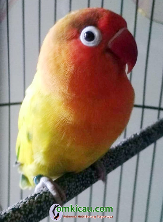 lovebird D3NOQ lovebird D3NOQ