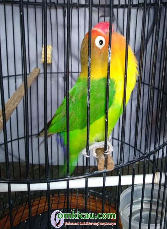 Lovebird Marsha