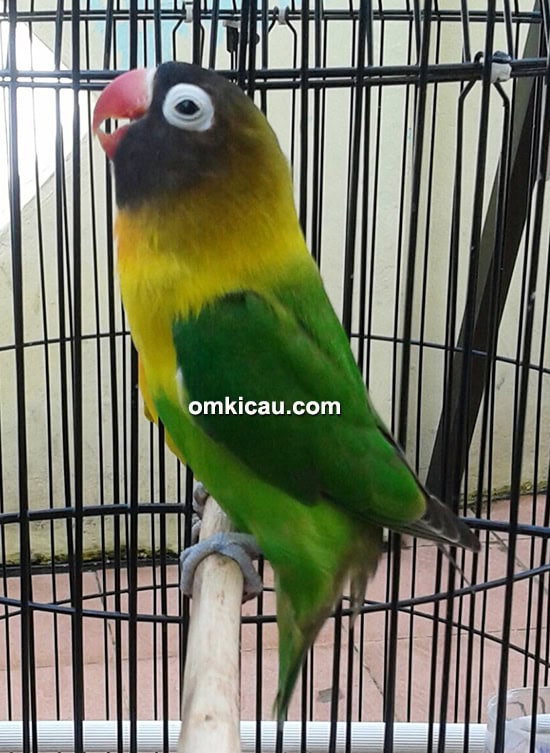 Breeding lovebird Posh3 BF Jakarta