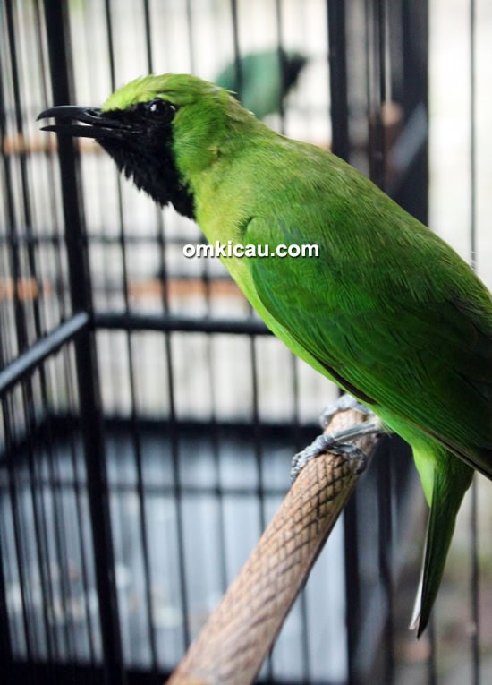 Cucak hijau Green Star