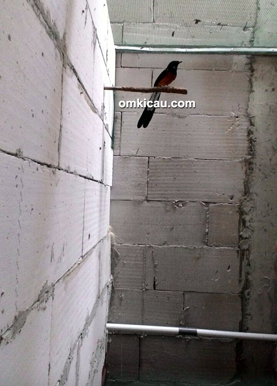 Breeding murai batu SIM BF Bekasi