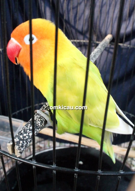 Lovebird Ramones