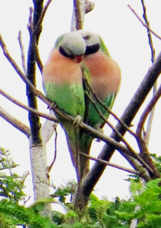 Sepasang burung betet biasa