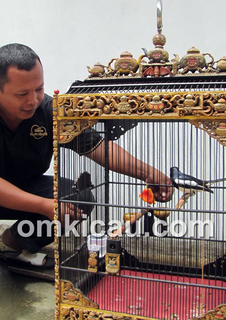 Om Marjo merawat Syekh Jatayu tanpa kandang umbaran.