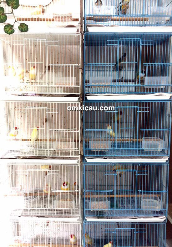 Penangkaran gould amadin Trisakti BF Jakarta
