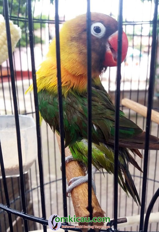 Lovebird Saico Lovebird Saico
