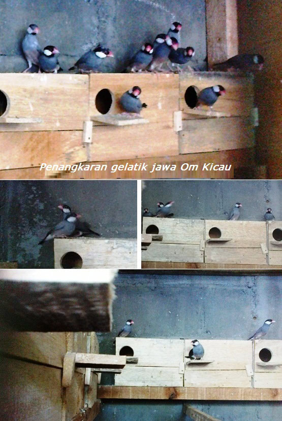 belasan pasang burung gelatik jawa di penangkaran om kicau