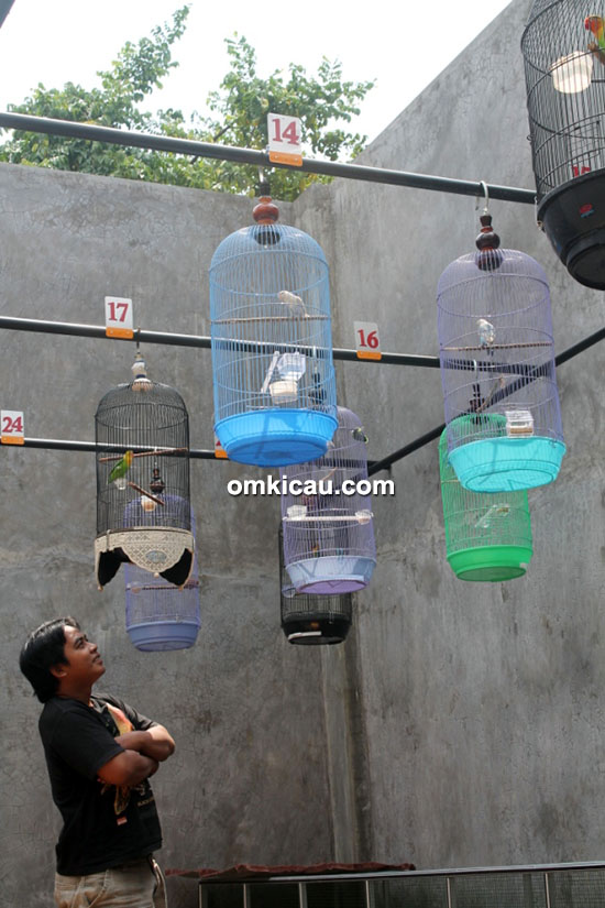 Memantau dan ngetrek lovebird di gantangan