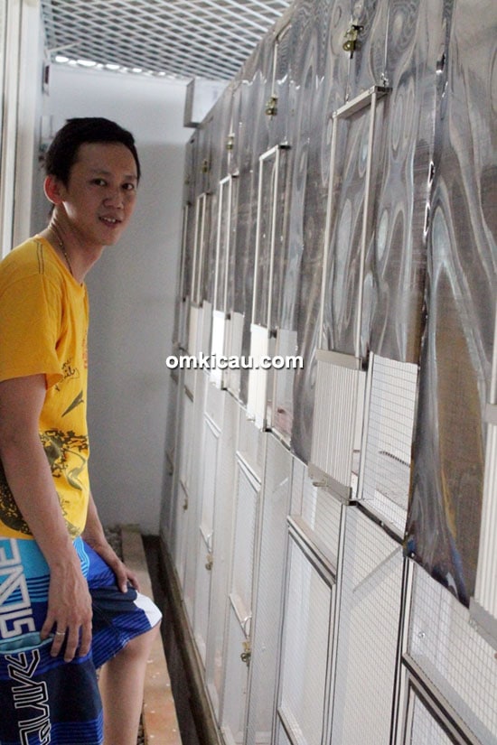 Breeder murai batu Bintang Arawan BF