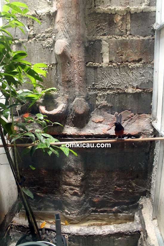 Breeding murai batu DMD BF Bogor