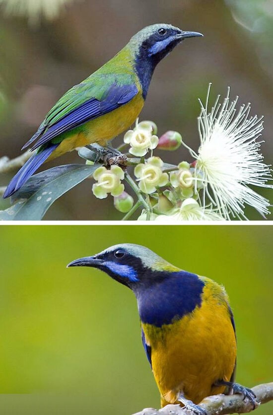 Cucak cungkok ras melliana (Chloropsis hardwickii melliana)