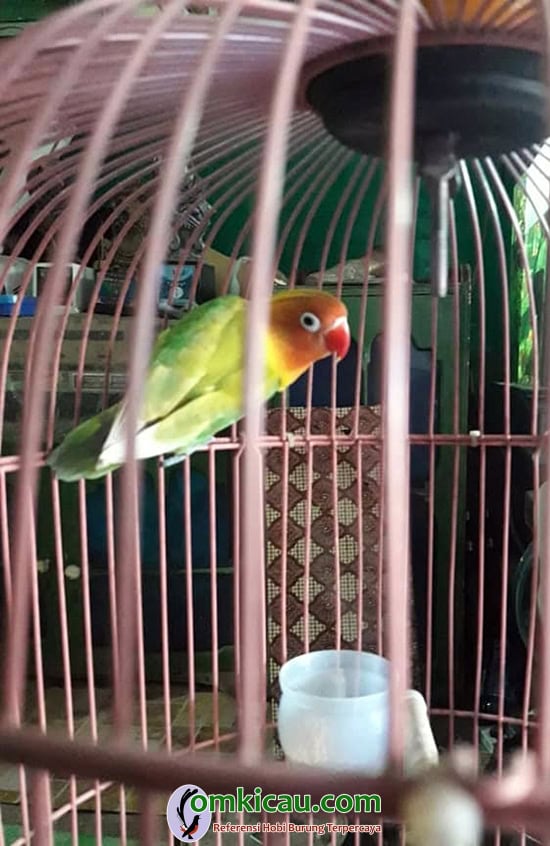cara merawat burung lovebird