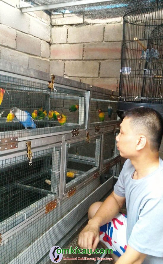 breeding lovebird