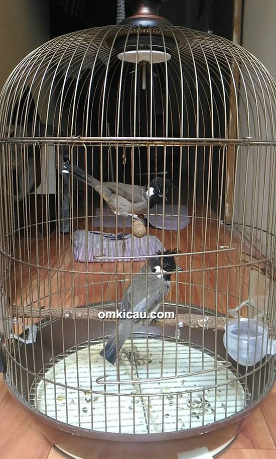 breeding BulBul BF