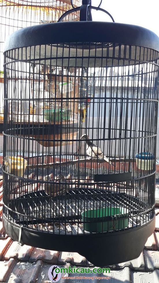 cara ternak burung perkutut