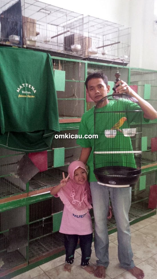 breeding lovebird Mattena BF Jakarta
