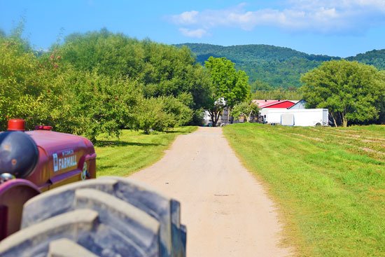 Apple Orchard Not Far from Montreal