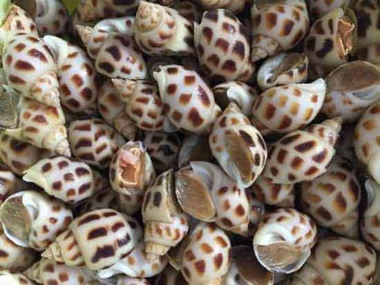 nuôi ốc hương tại Cần Giờ