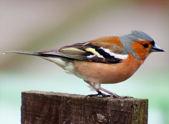 audio burung chaffinch