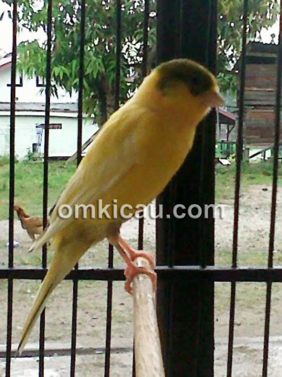 Burung kenari Mustika