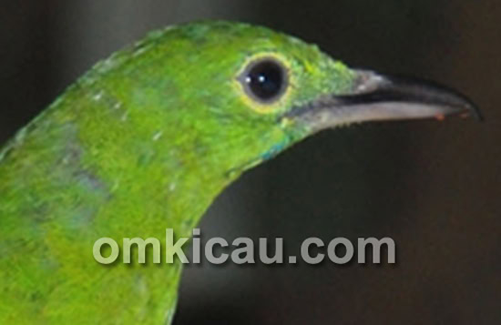 pita biru cucak hijau