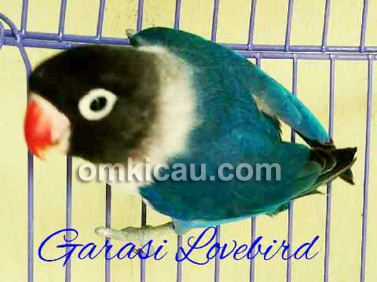 Garasi Lovebird
