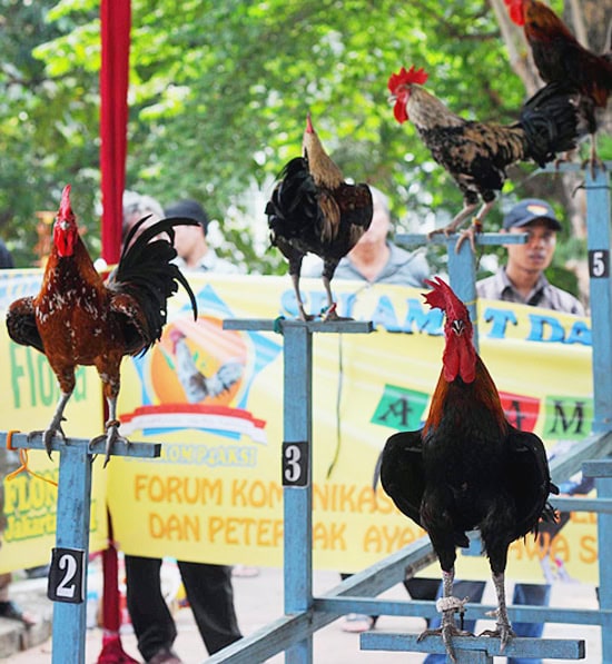 kontes ayam ketawa